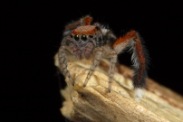 Un mle (Araneae - Salticidae - Saitis barbipes)